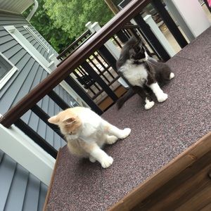 Meet your Posher, Maddison